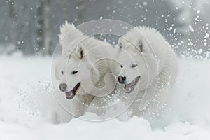 snow eskimo dogs in the snow