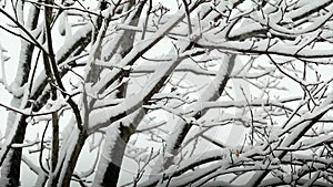 Snow failing on tree