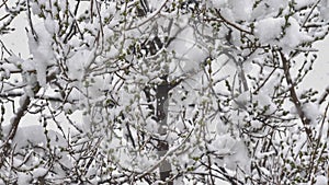 snow fall branches tree 4k