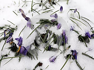 Snow fall on crocus flowers