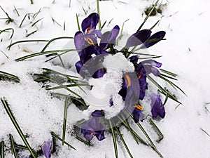 Snow fall on crocus flowers