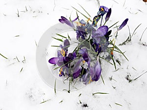 Snow fall on crocus flowers