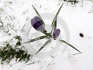 Snow fall on crocus flowers