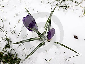 Snow fall on crocus flowers