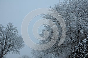 Snow fall in idaho USA