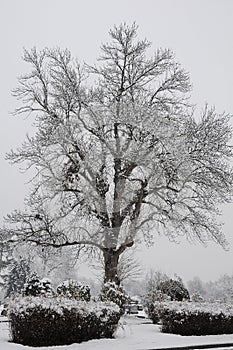 Snow fall in idaho USA