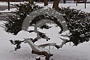 Snow Fall n South East City Park, Canyon, Texas.