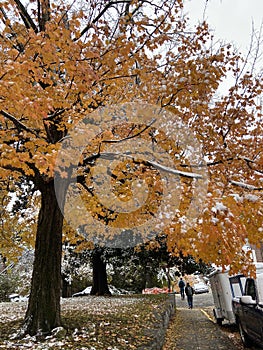 Snow fall in the south