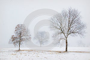 Snow fall on trees in a field