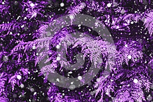 Snow fall in winter forest. Purple tone