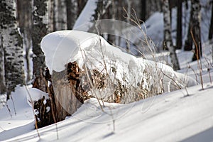 Snow on fallen birch, close-up