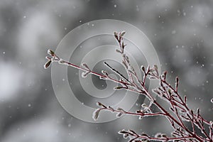 Snow falling on a Coral Bark Japanese Maple Tree