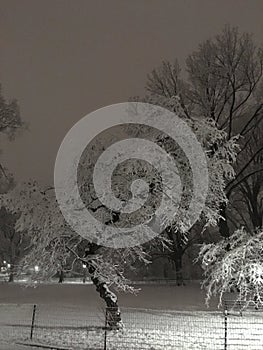 Snow Falling during Evening in Winter at Central Park in Manhattan, New York, NY.