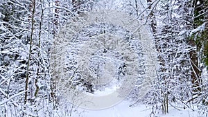 Snow falling from fir branches in the winter forest. Snowy pine trees and spruces.