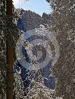 Snow falling from fir trees by sunshine, German alpine winter forest