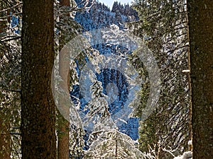 Snow falling from fir trees winter season nature in sunlight