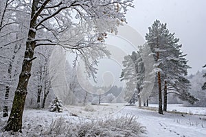 Snow falling in the forest