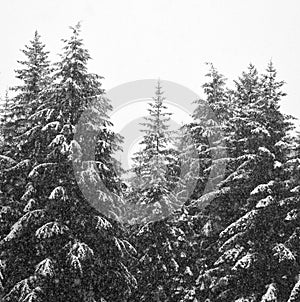 Snow falling on a forest in Southeast Alaska