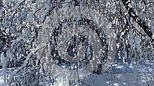 Snow falling in a forest, sunlight flashing