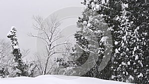 Snow falling on the forest,in Toyama,Japan