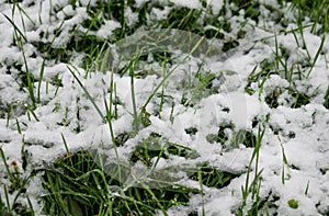Snow falling on the green grass