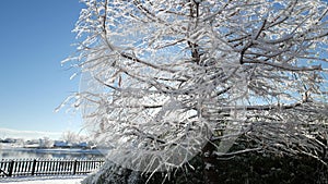 Snow falling on an ice-covered pine tree