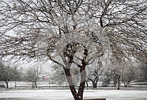 Snow falling on large mesquite tree with fence