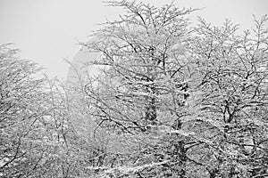 The snow falling on the leafless trees of the forest