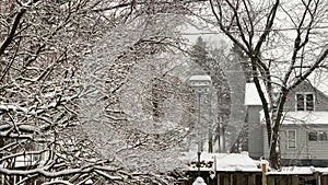 Snow falling in Marinette, Wisconsin 2019, snowing in the backyard, dead tree. very cold winter.