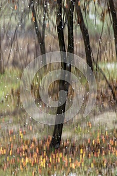 Snow falling with motion blur and broen autumn leafs behind