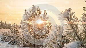 Snow falling nature forest trees landscape on white sunny winter day mood. Light and bright snow cold time, video loop