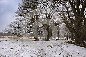 Snow falling over majestic trees in Richmond park on a winter day