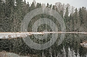 Snow falling over pine trees reflecting in an Estonian lake