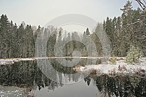 Snow falling over pine trees reflecting in an Estonian lake
