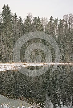 Snow falling over pine trees reflecting in an Estonian lake