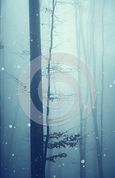 Snow falling over tree in frozen winter forest with fog