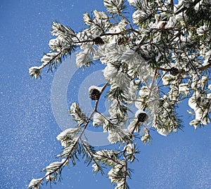 Snow falling from a pine branch