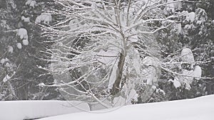 Snow falling on the tree,in Toyama,Japan