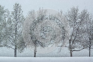 Snow Falling Among Trees