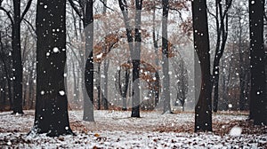 Snow Falling Through Trees in a Forest