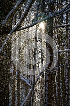 Snow falling from the trees