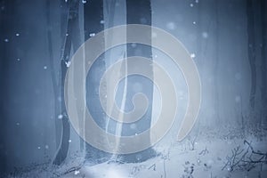 Snow falling in winter in forest