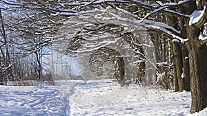 Snow Falling In Winter Forest