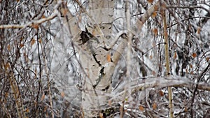 Snow falls on background of a birch tree