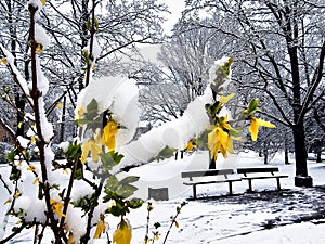 Snow falls on blooming yellow flowers on a bush in Riga city park