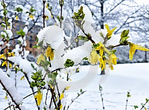 Snow falls on blooming yellow flowers on a bush in Riga city park