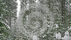 Snow falls on the branches of Christmas trees