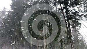 Snow falls from the branches of a pine tree in the forest.