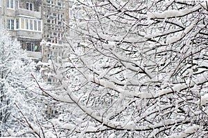 Snow falls on the branches of trees