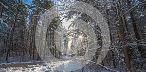 Snow falls from covered pines - beautiful forests along rural roads.